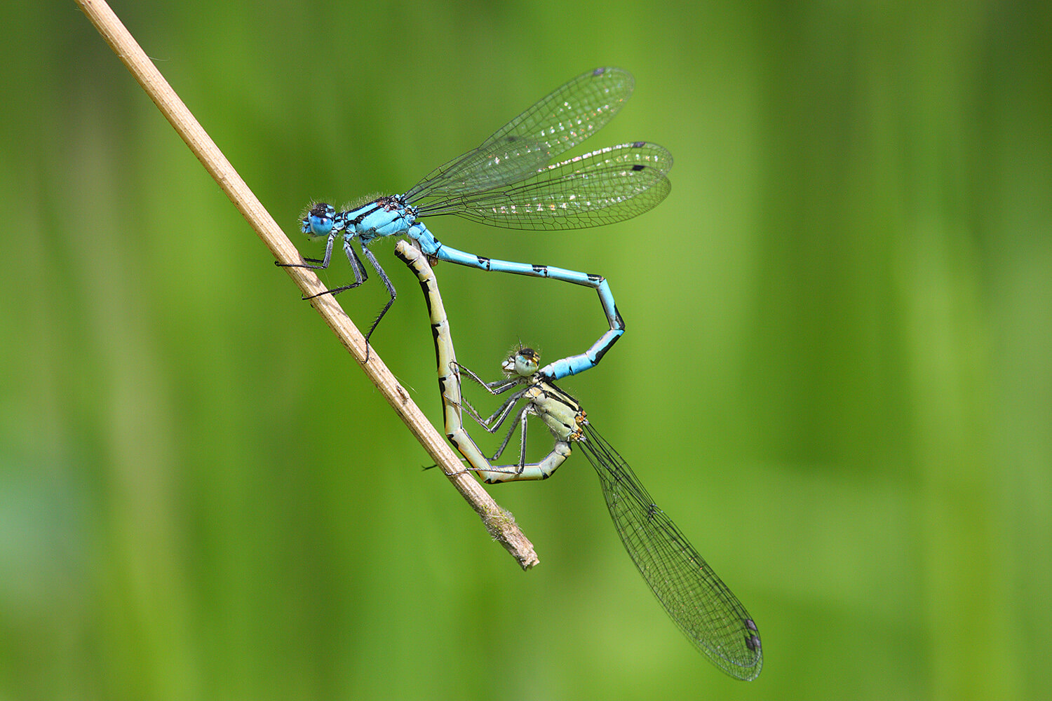 Common Blue Damselfly tandem (mating) pair by Mark Tyrrell